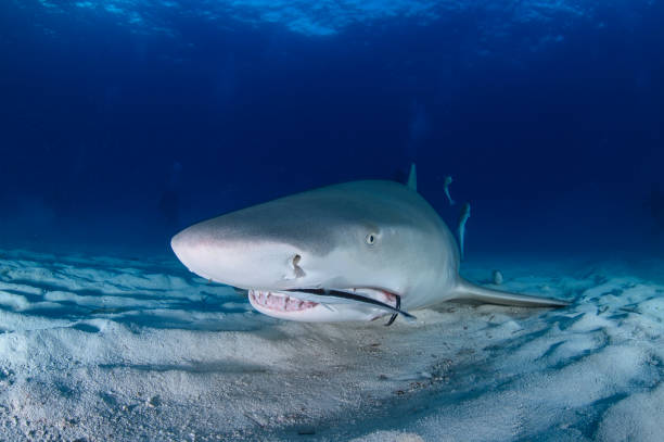 istock Lemon Shark Swimming underwater in Atlantic Ocean Bahamas 1025814464