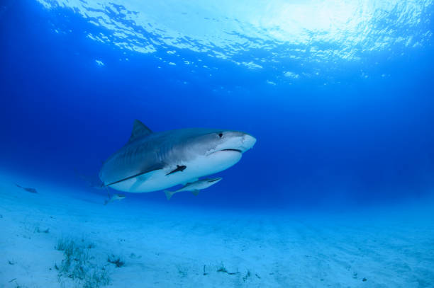 istock Tiger Shark Swimming underwater at Tiger Beach, Bahamas 1025814520