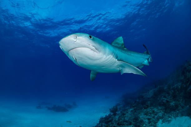 istock Tiger Shark Swimming underwater at Tiger Beach, Bahamas 1025814652