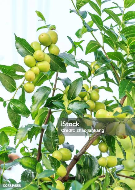 Quả Táo Tàu Mọc Trên Cây Táo Tàu Hình ảnh Sẵn có - Tải xuống Hình ảnh