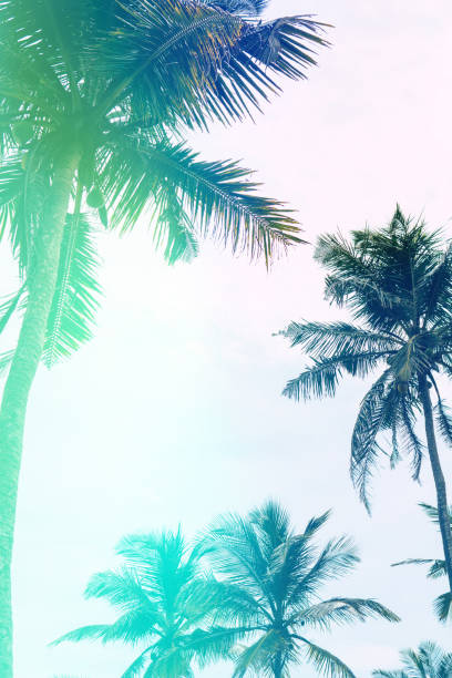istock An image of two nice palm trees in the blue sunny sky Light 1025818134