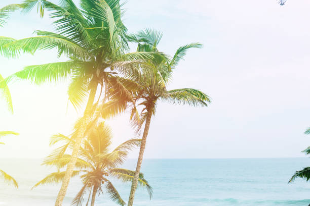 istock Palm trees against blue sky, Light Toning Palm trees at tropical close up 1025818164