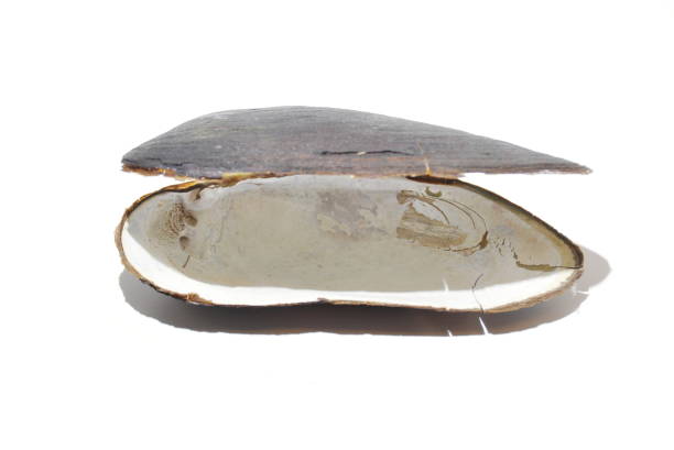 freshwater pearl mussel shell - freshwater pearl imagens e fotografias de stock