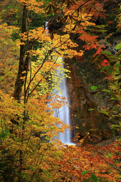 istock Falls of Autumn leaves 1025827464