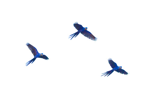Hyacinth macaws, Anodorhynchus hyacinthinus, in Brasil Pantanal