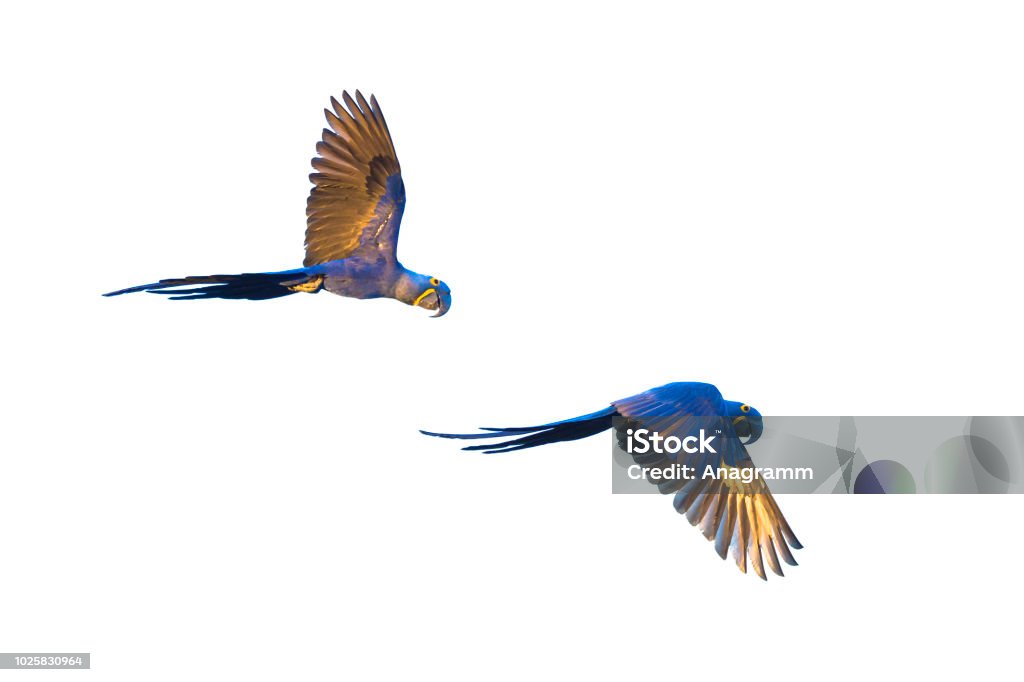 Hyacinth macaws flying Hyacinth macaws, Anodorhynchus hyacinthinus, in Brasil Pantanal Flying Stock Photo