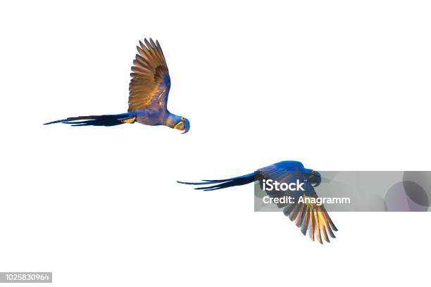 Hyacinth Macaws Flying Stock Photo - Download Image Now - Flying, Macaw, Animal