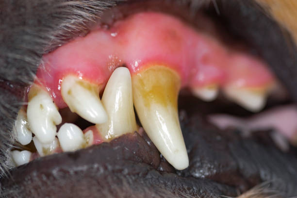 犬の歯痛 - hands open ストックフォトと画像