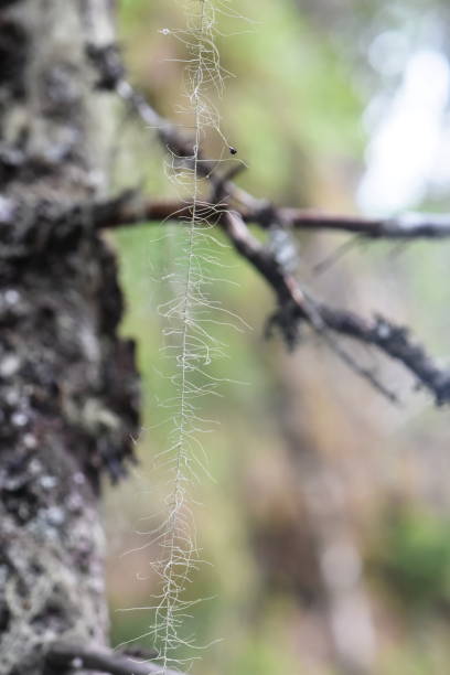istock Old Man's Beard Dolichousnea longissima 1025835610
