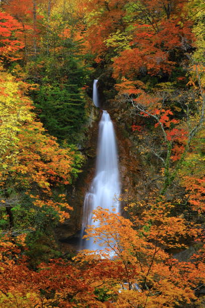 istock Falls of Autumn leaves 1025838440