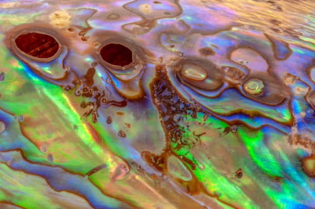 istock Macro detail of colorful abalone shell 1025842312