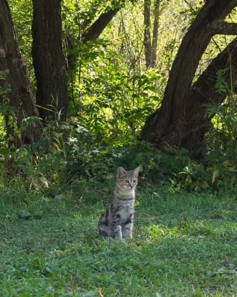 istock Little cat in the woods 1025842630