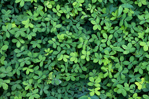 Green leaves texture natural background