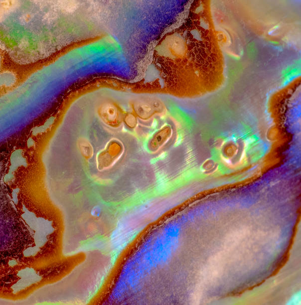 istock Macro detail photo of abalone shell 1025842756