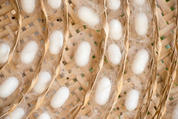 직조 둥지 배경에서 실크 벌레의 그룹 흰 누에고치의 폐쇄 - silkworm 뉴스 사진 이미지
