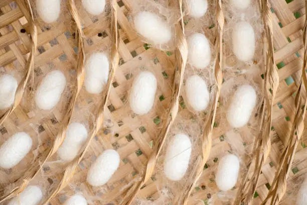Closed up of group white cocoon of silk worm in weave nest background