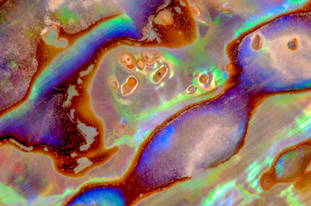 istock Macro detail of abalone shell 1025848654