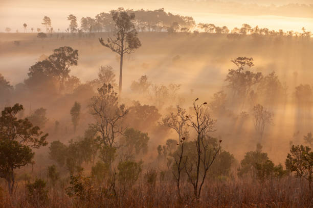 istock Sunrise at a foggy forest 1025850392