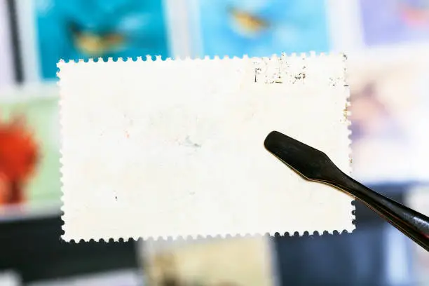philately concept - tongs keeps postage stamp with unused glue back side over stockbook
