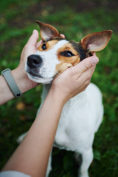 istock Crop hands petting dog 1025855050
