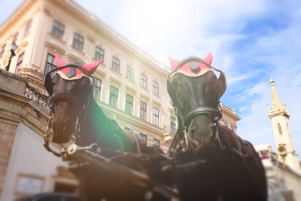 крупным планом лошади из типичной конной кареты, называемой fiaker - вена - австрия - михайловская площадь стоковые фото и изображения