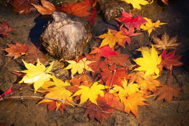 istock Autumn leaves in water 1025858012