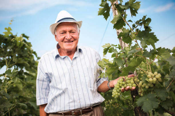 istock Senior wine-maker checking the quality of grapes 1025858878