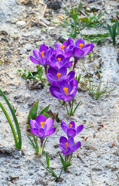 istock Spring flowers, purple garden crocuses 1025864146