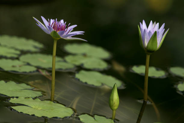 istock Rart of pond with waterlilies 1025864304