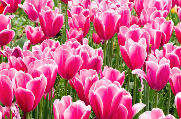 istock spring flowers, bright tulips on a sunny day 1025864588