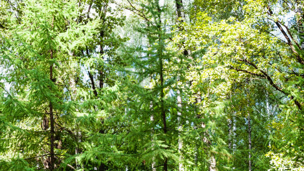 istock lush foliage in green forest in summer 1025868064