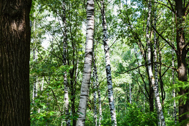 istock birch and oak trees in green forest on summer day 1025868700