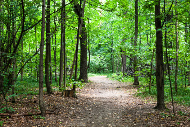 istock footpath in green park in august 1025872886