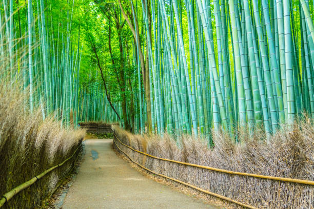 istock Beautiful Bamboo forest in Arashiyama at Kyoto 1025873112