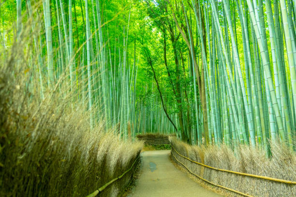 istock Beautiful Bamboo forest in Arashiyama at Kyoto 1025873136