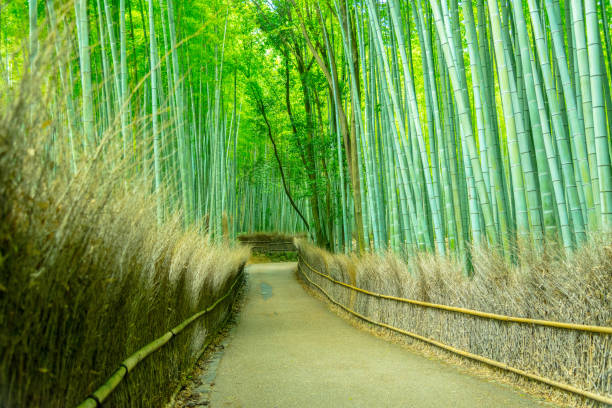 istock Beautiful Bamboo forest in Arashiyama at Kyoto 1025873160