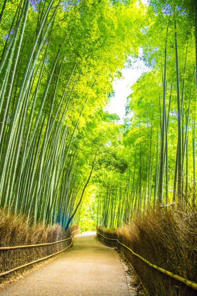 istock Beautiful Bamboo forest in Arashiyama at Kyoto 1025873226