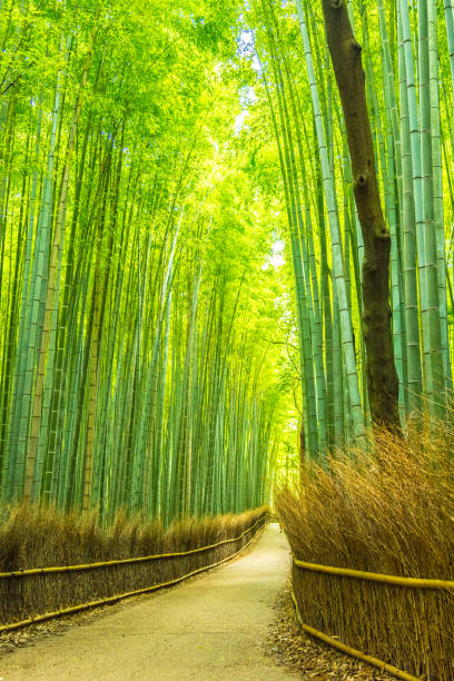 istock Beautiful Bamboo forest in Arashiyama at Kyoto 1025873302
