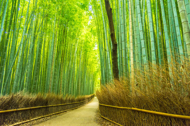 istock Beautiful Bamboo forest in Arashiyama at Kyoto 1025873314