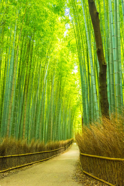 istock Beautiful Bamboo forest in Arashiyama at Kyoto 1025873372