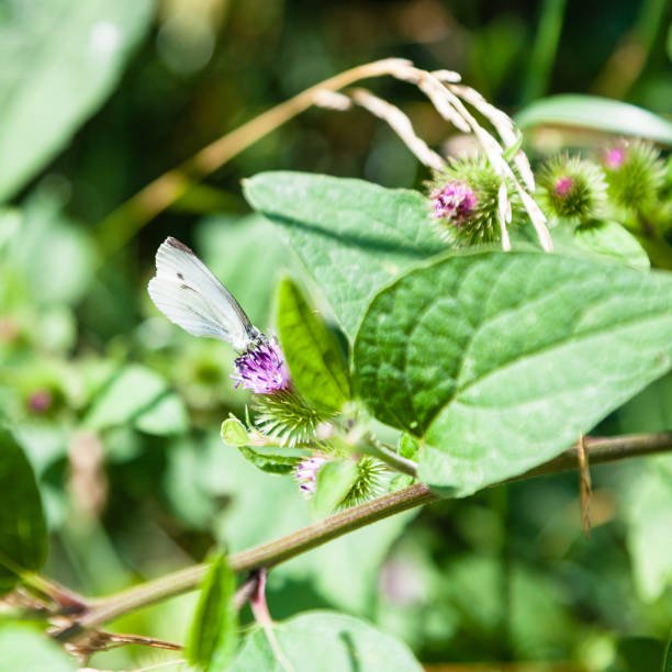 white butterfly on flower of burdock plant