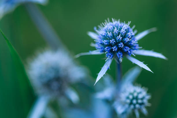 istock Flowers of blue eryngium 1025881798