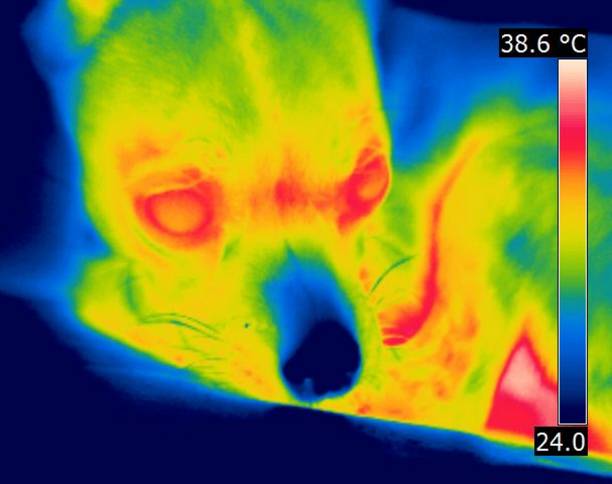 istock Thermal IR Image small dog curled up on pillow 1025881882