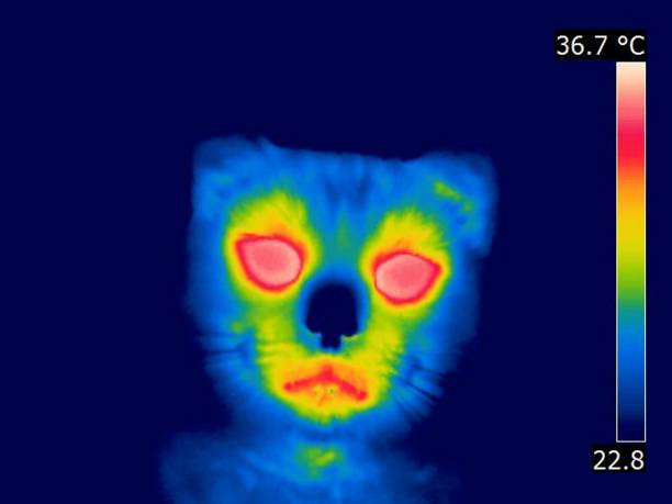 istock Thermal IR Image weird, wide-eyed, alien cat creature 1025881888