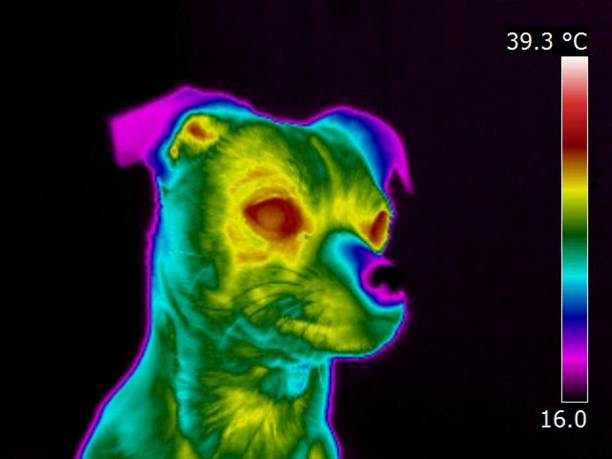 istock Thermal IR Image small dog close up of face 1025882008