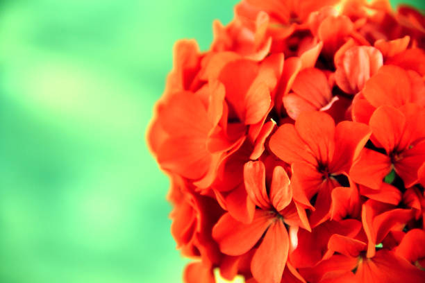 istock red flower in front of green background  5 1025882088