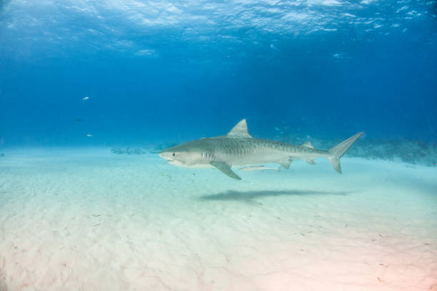 istock Tiger shark at Tigerbeach, Bahamas 1025882172