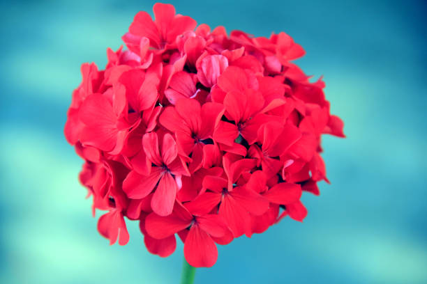 istock pink flower in front of blue background  1 1025882212