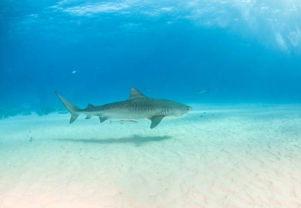 istock Tiger shark at Tigerbeach, Bahamas 1025885346