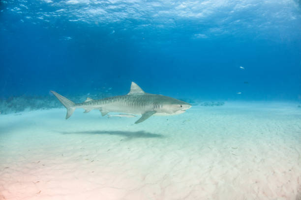 istock Tiger shark at Tigerbeach, Bahamas 1025885610